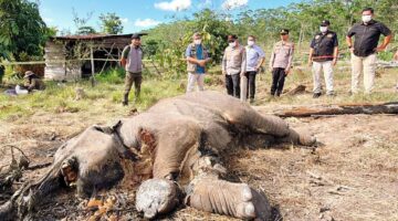 Kapolda Riau Cek Lokasi Penemuan Bangkai Anak Gajah di Tesso Nilo