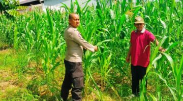 Jadi Contoh Pemanfaatan Lahan, Jagung Polsek Kampar Kiri di Gunung Mulya Tumbuh Optimal