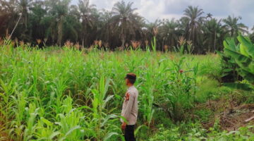 Bhabinkamtibmas Jadi Sahabat Petani, Polsek Sabak Auh Sukseskan Swasembada Pangan